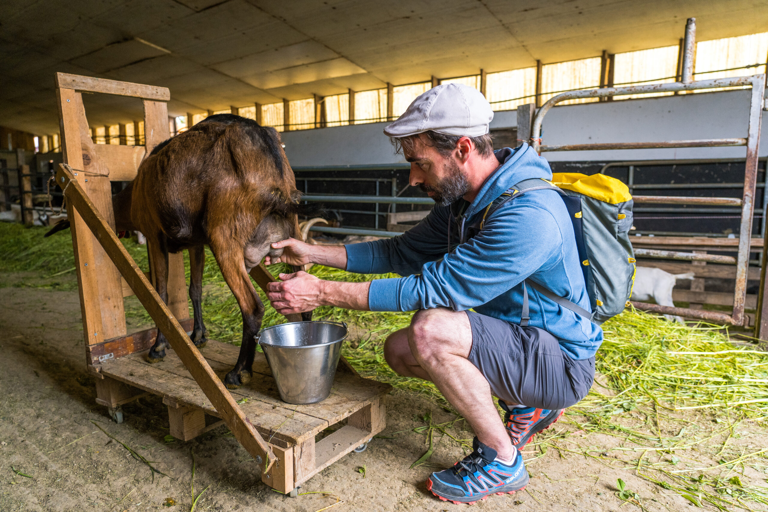 Traire une vache avant le p’tit déj fermier